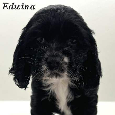 puppy, for, sale, Cocker Spaniel, Joe & Cherri  Overlease, dog, breeder, Miller, MO, dog-breeder, puppy-for-sale, forsale, nearby, find, puppyfind, locator, puppylocator, aca
